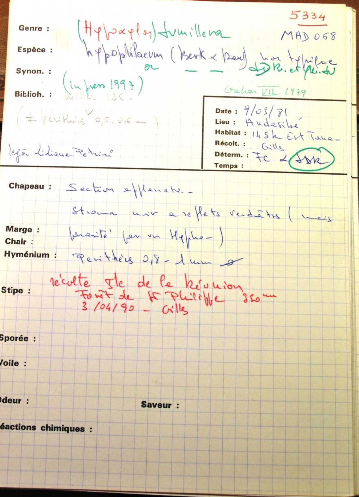 Jumillera hypophlaea image