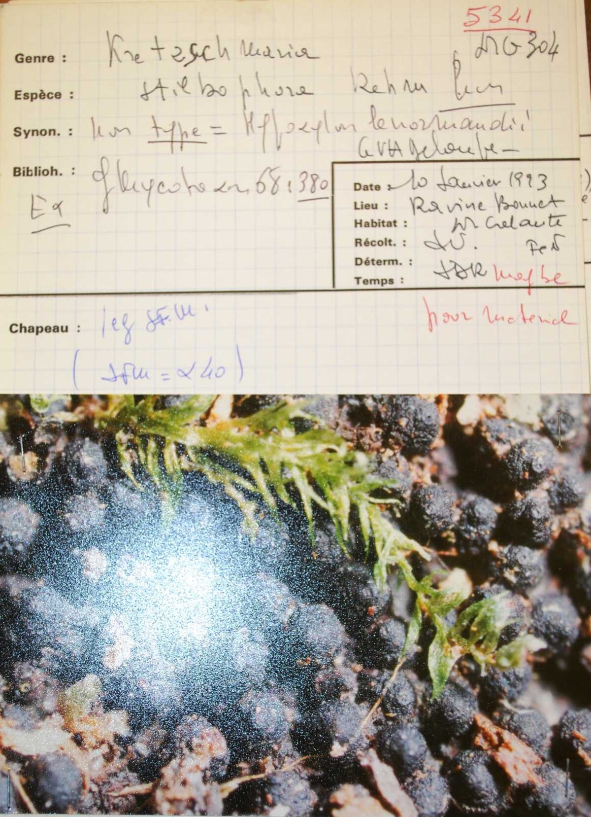 Kretzschmaria stilbophora image