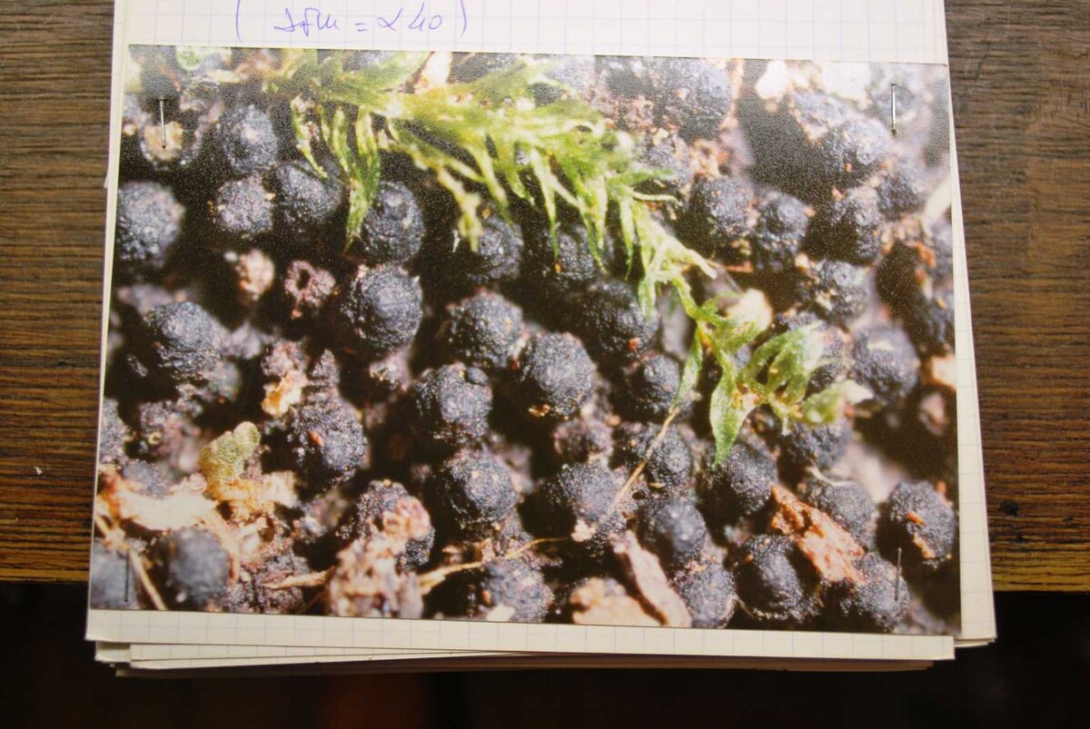 Kretzschmaria stilbophora image