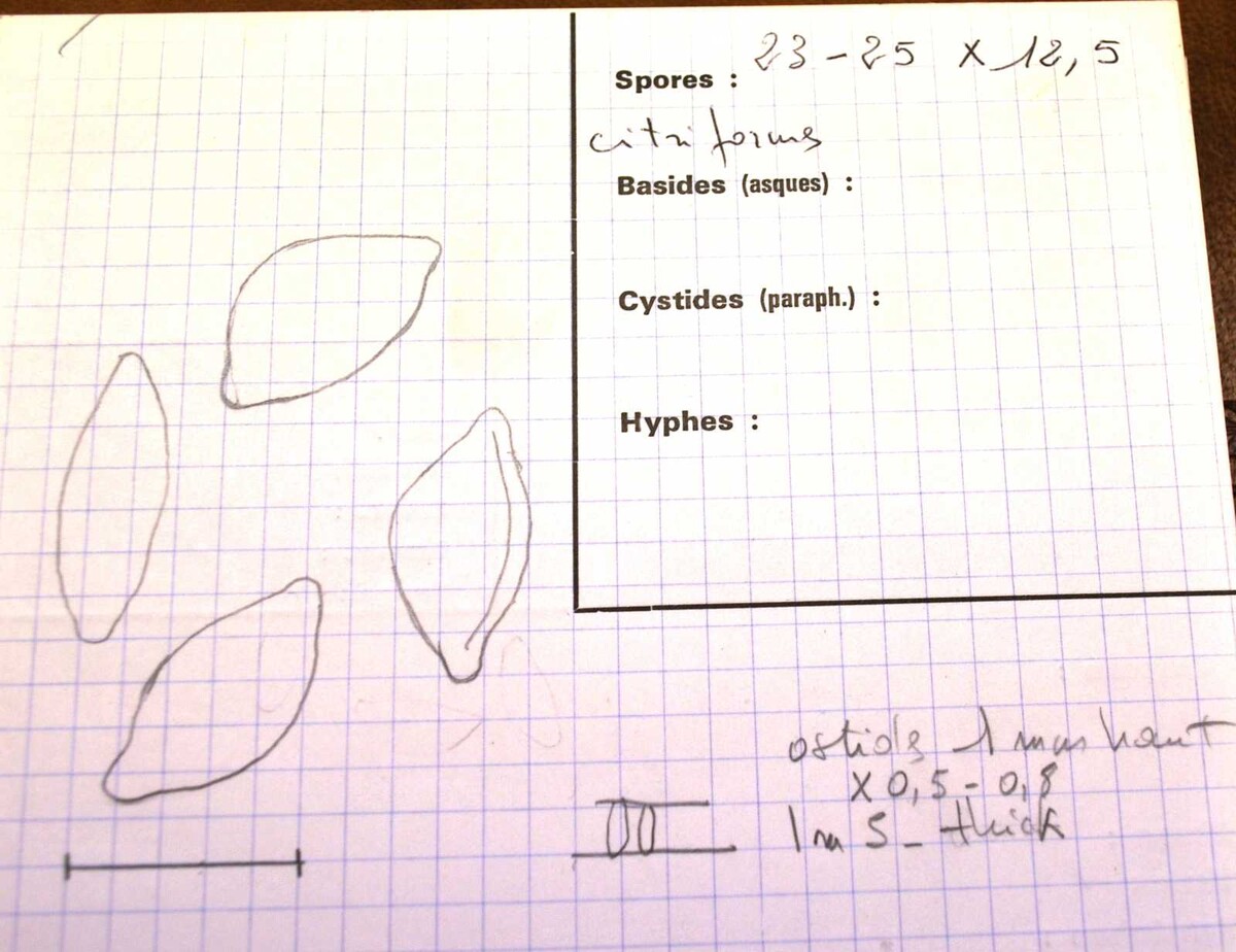Kretzschmaria zonata image
