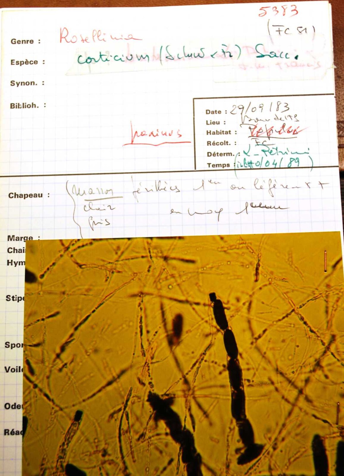 Rosellinia corticium image