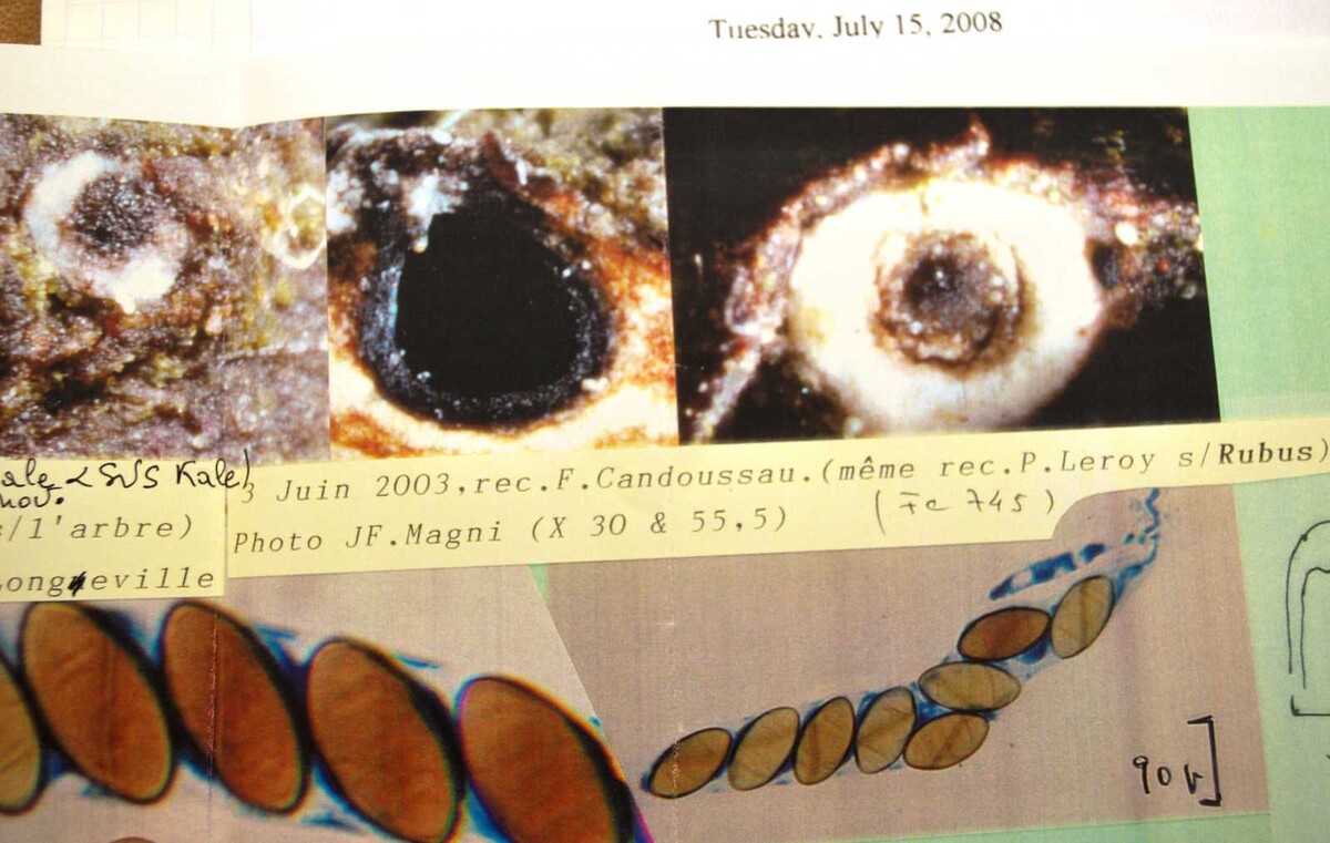 Helicogermslita image