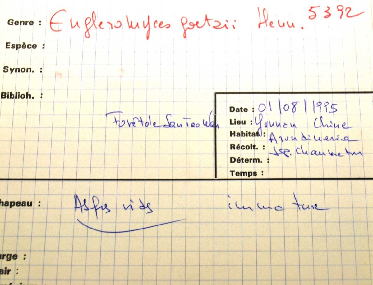 Engleromyces goetzei image