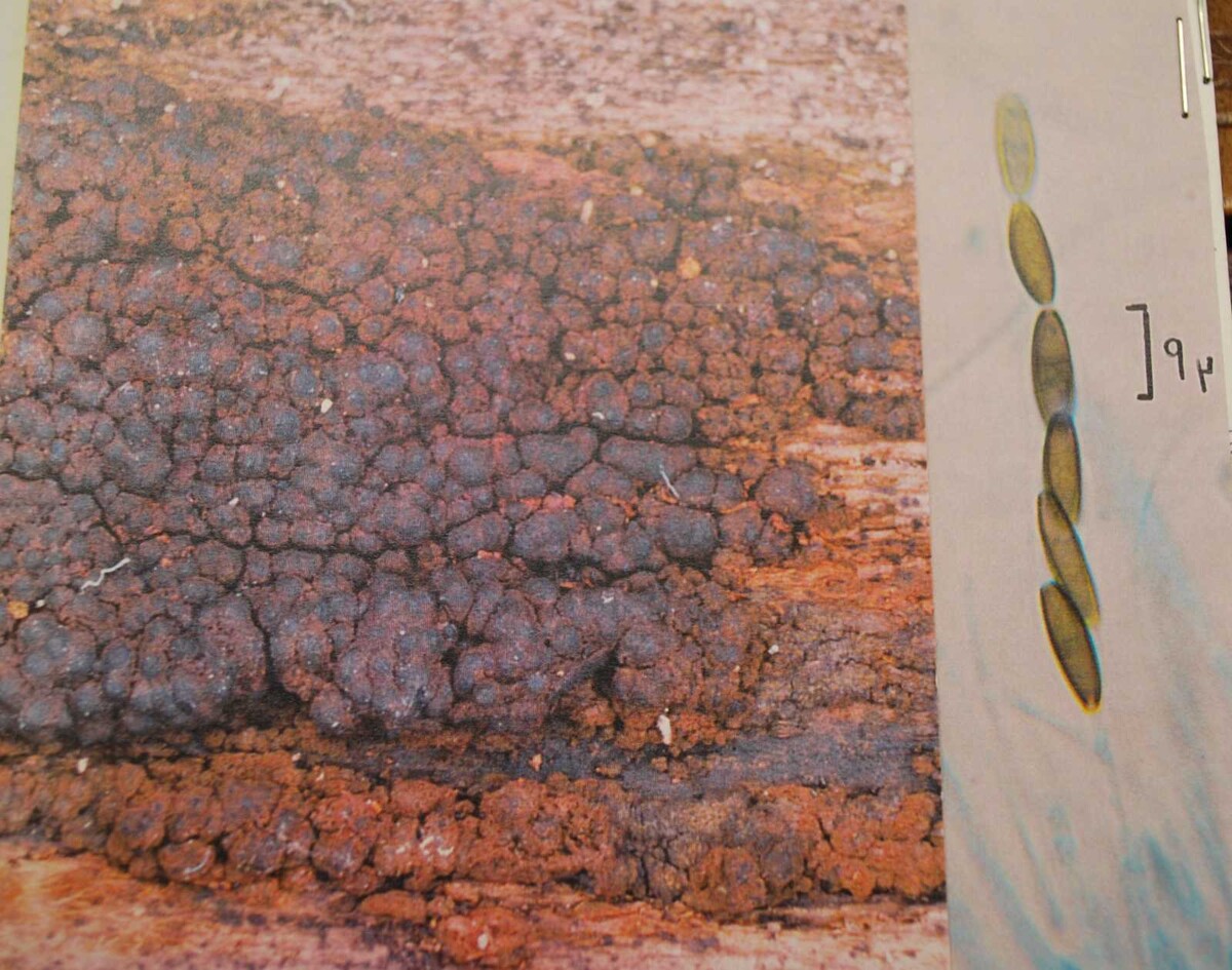 Biporispora europaea image