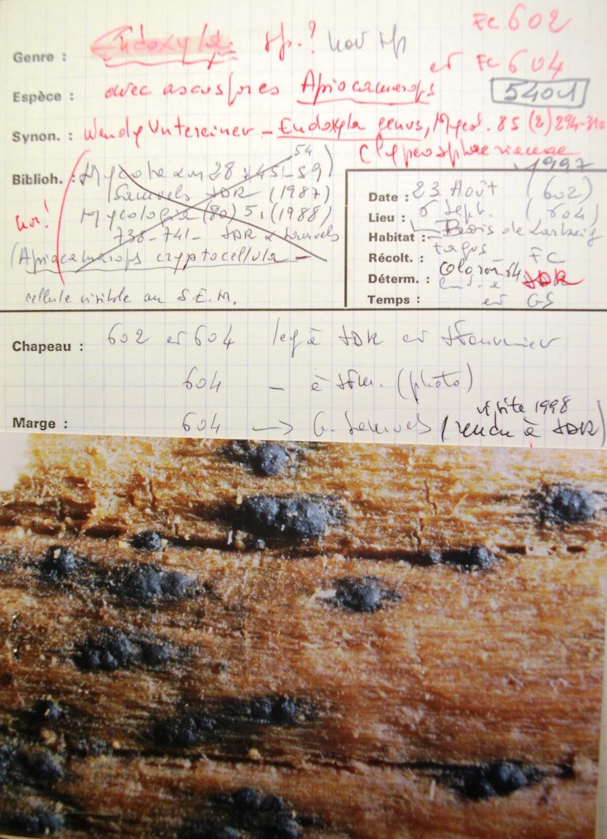Endoxyla image