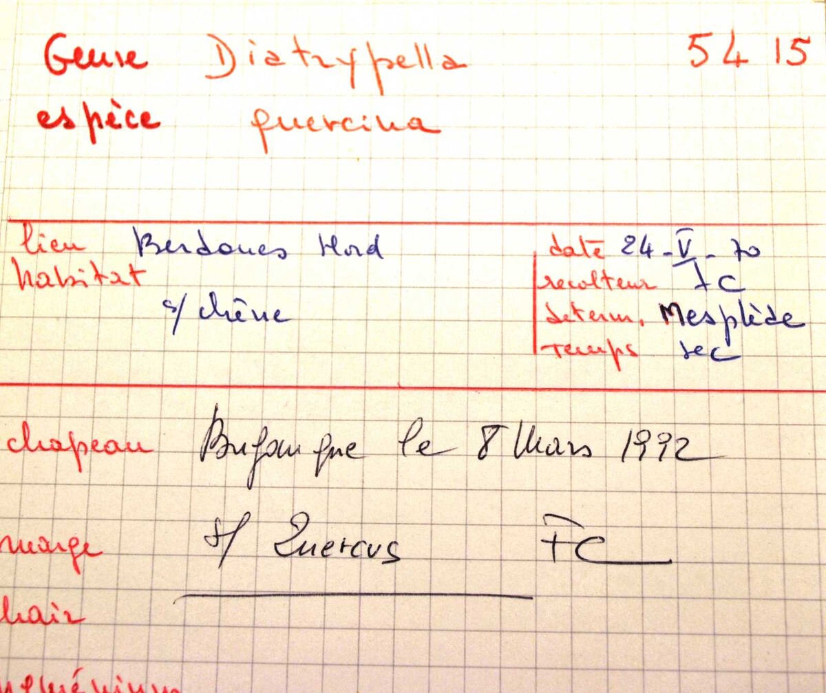Diatrypella quercina image