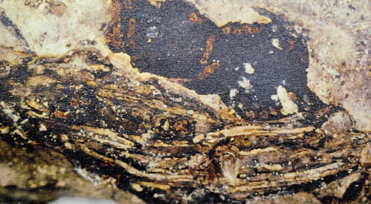 Calosphaeria fagi image