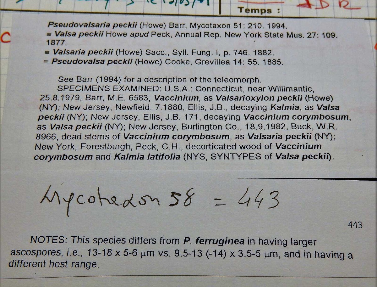 Pseudovalsaria peckii image