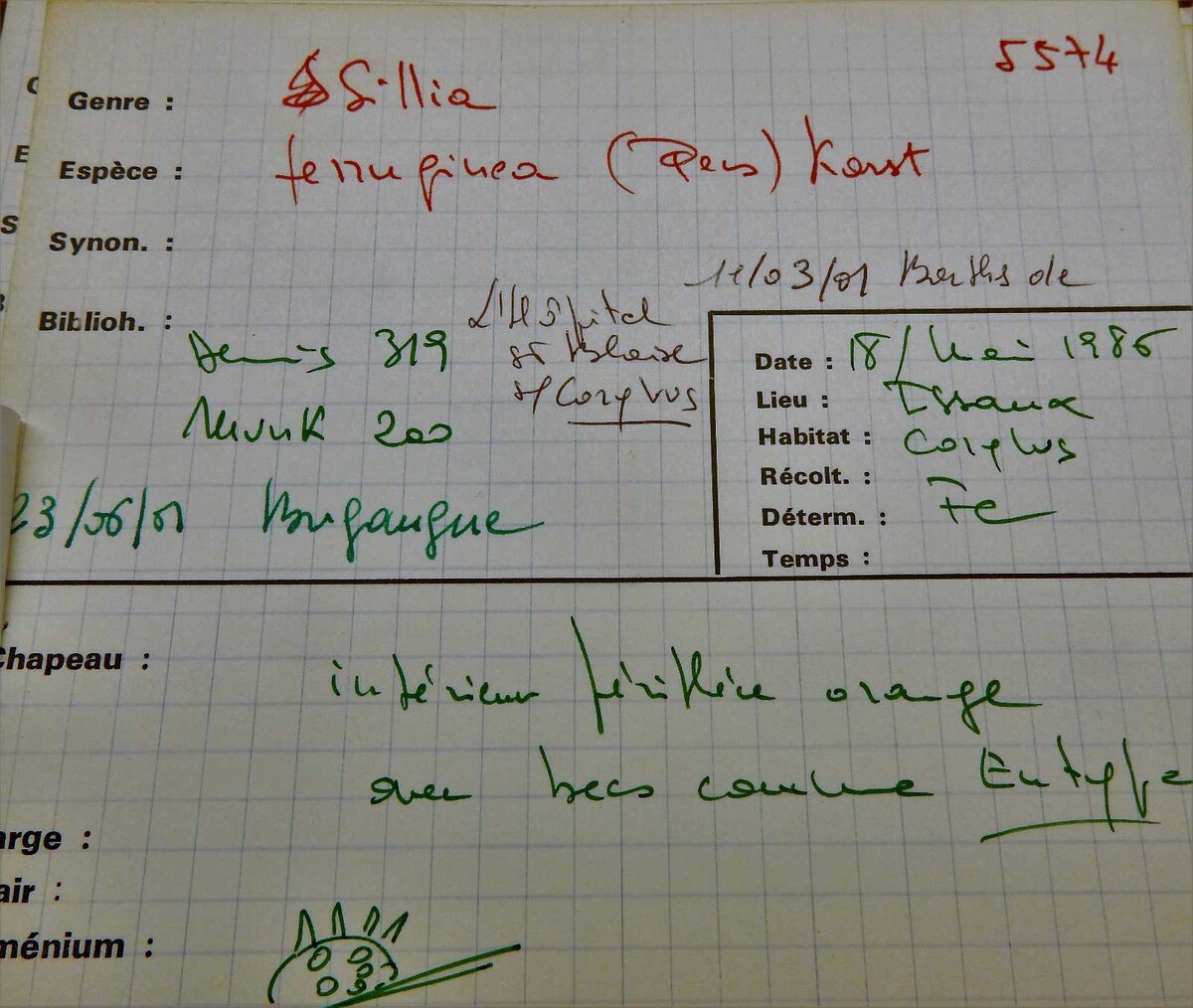 Sillia image