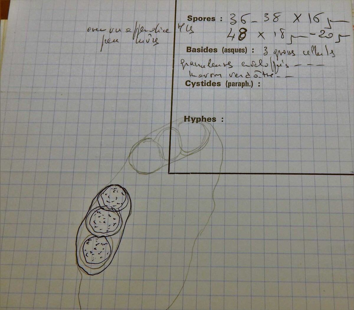 Hapalocystis image