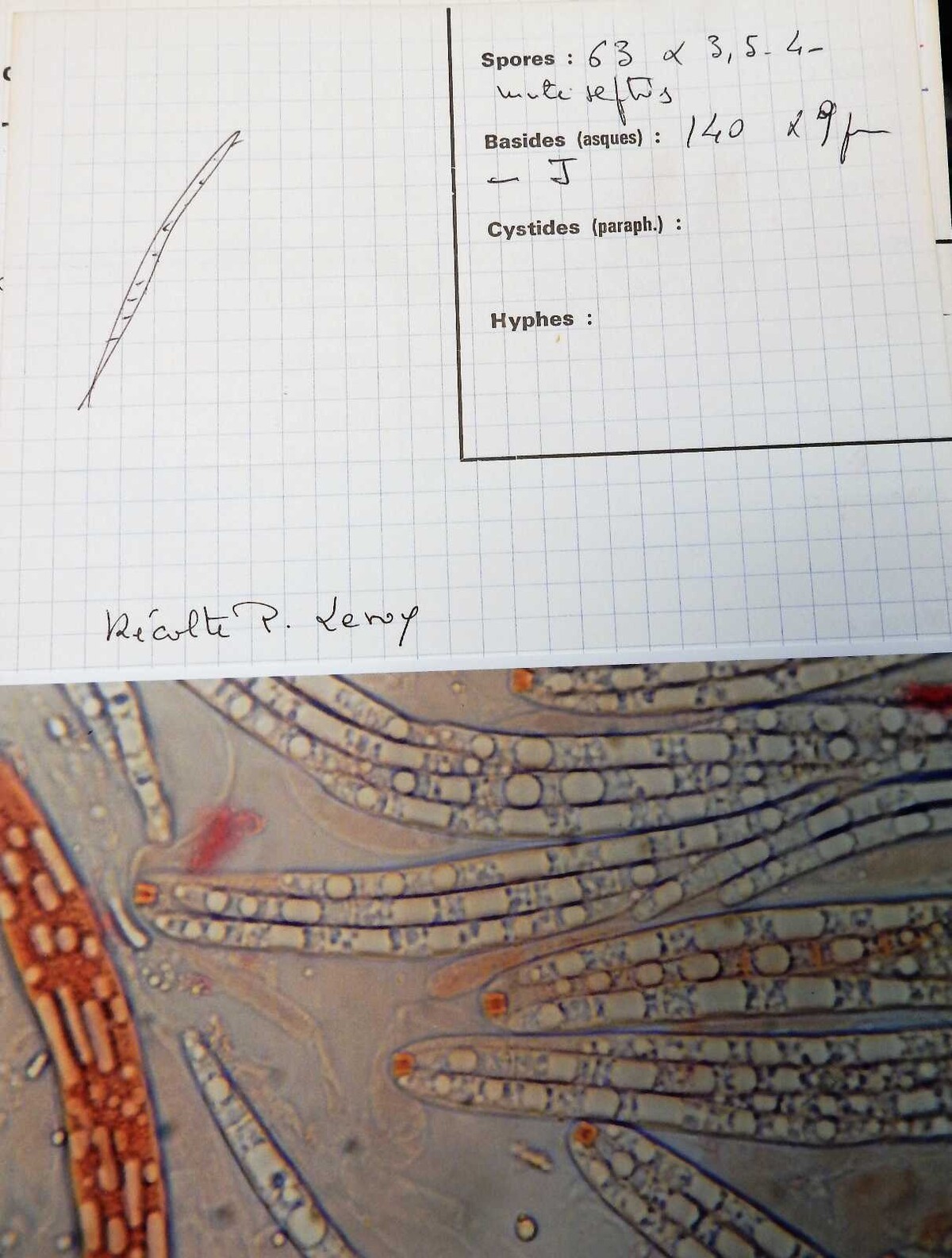 Ceratosphaeria image
