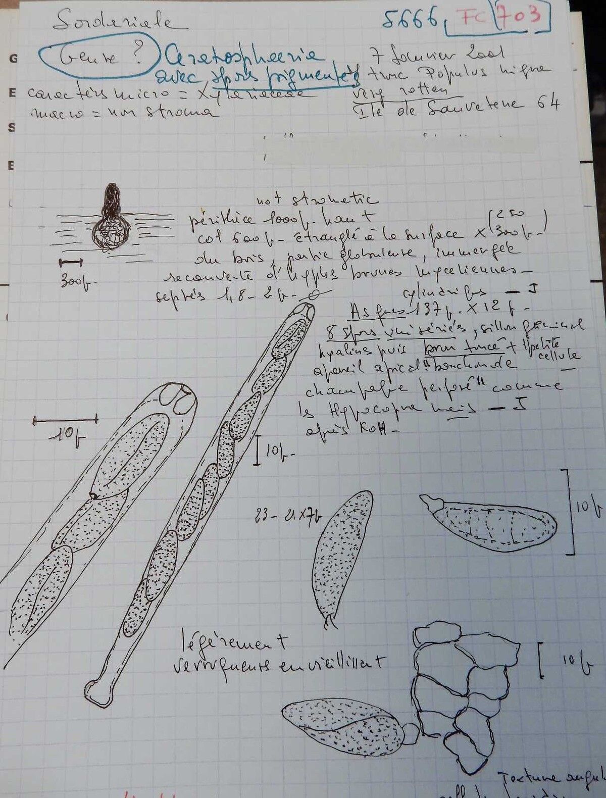 Ceratosphaeria image