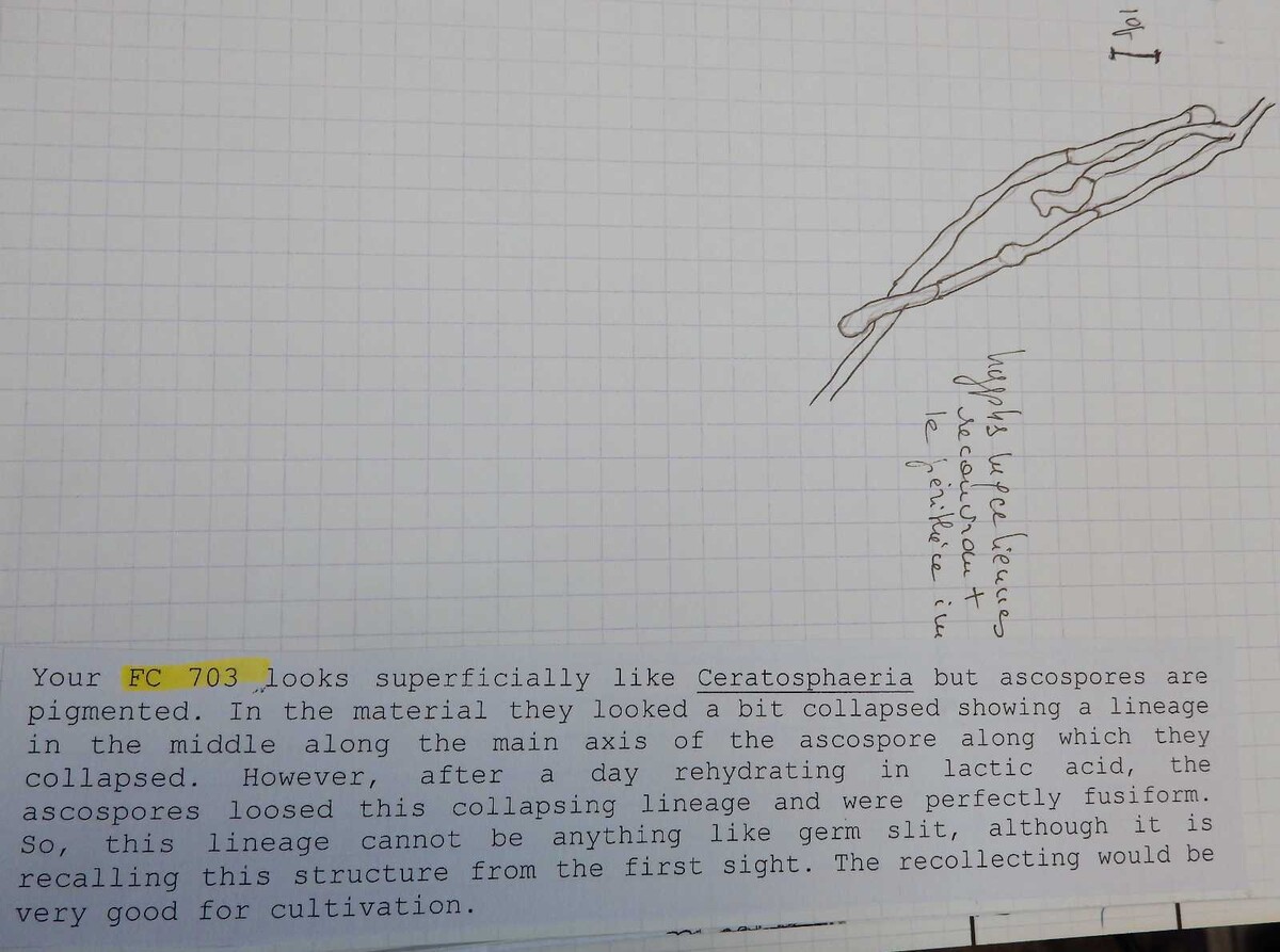 Ceratosphaeria image