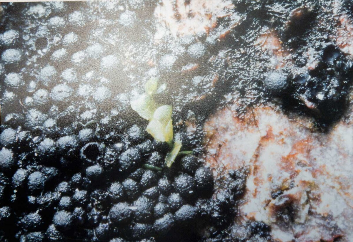 Gaillardiella image