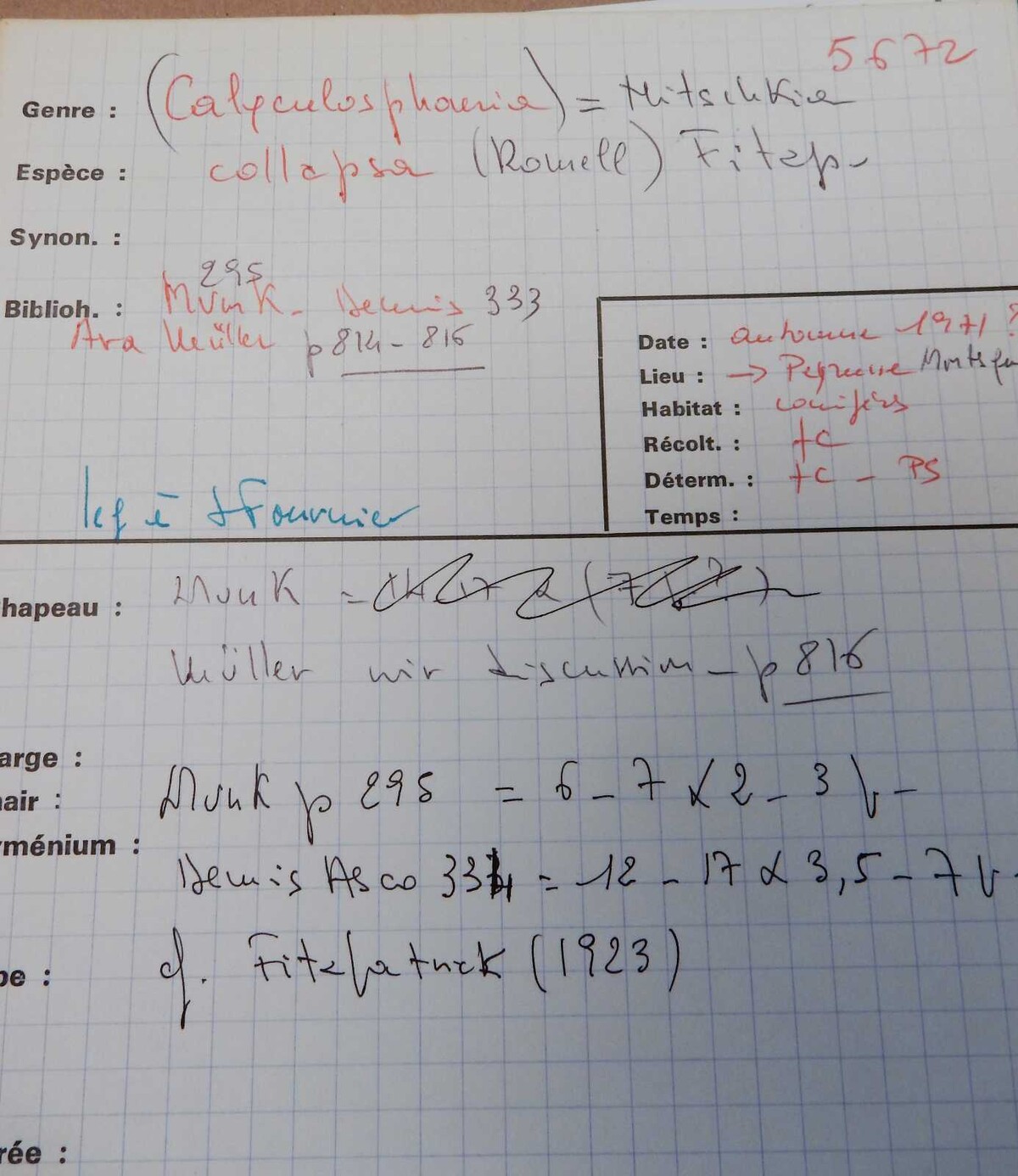 Nitschkia collapsa image