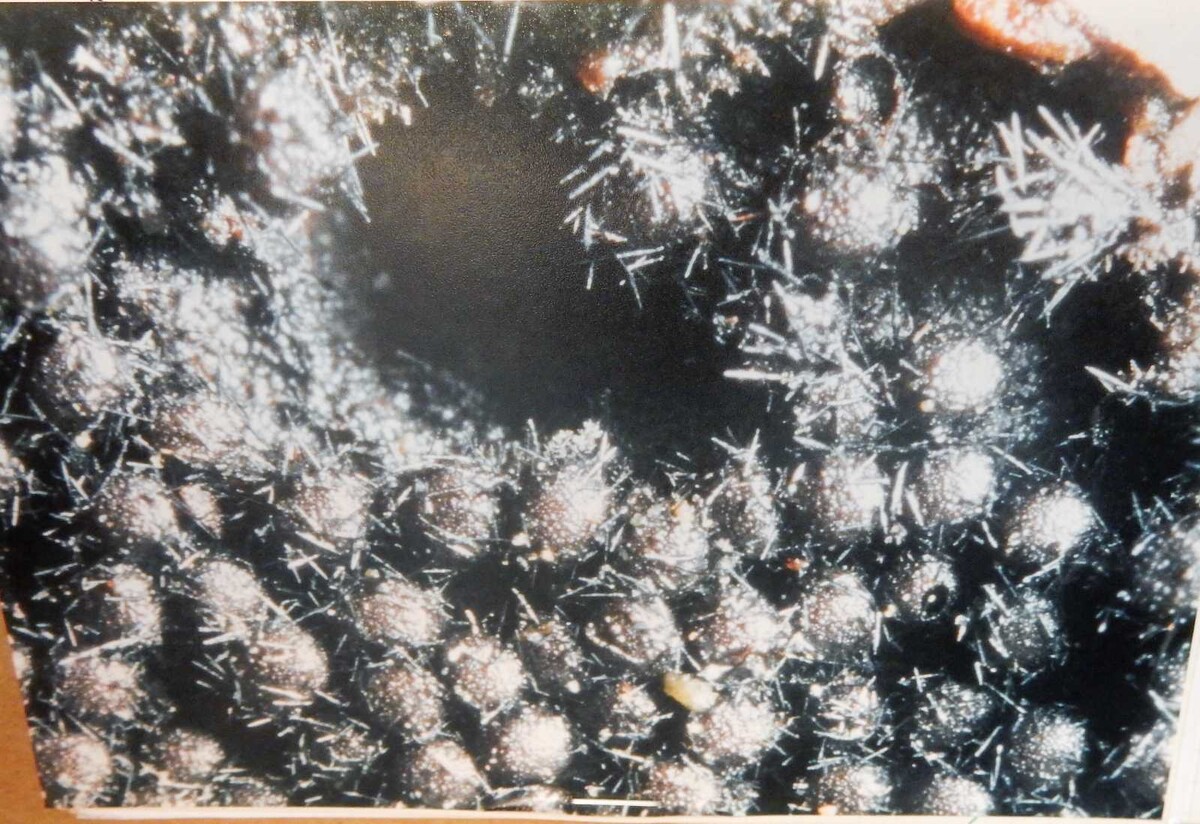 Nitschkiaceae image