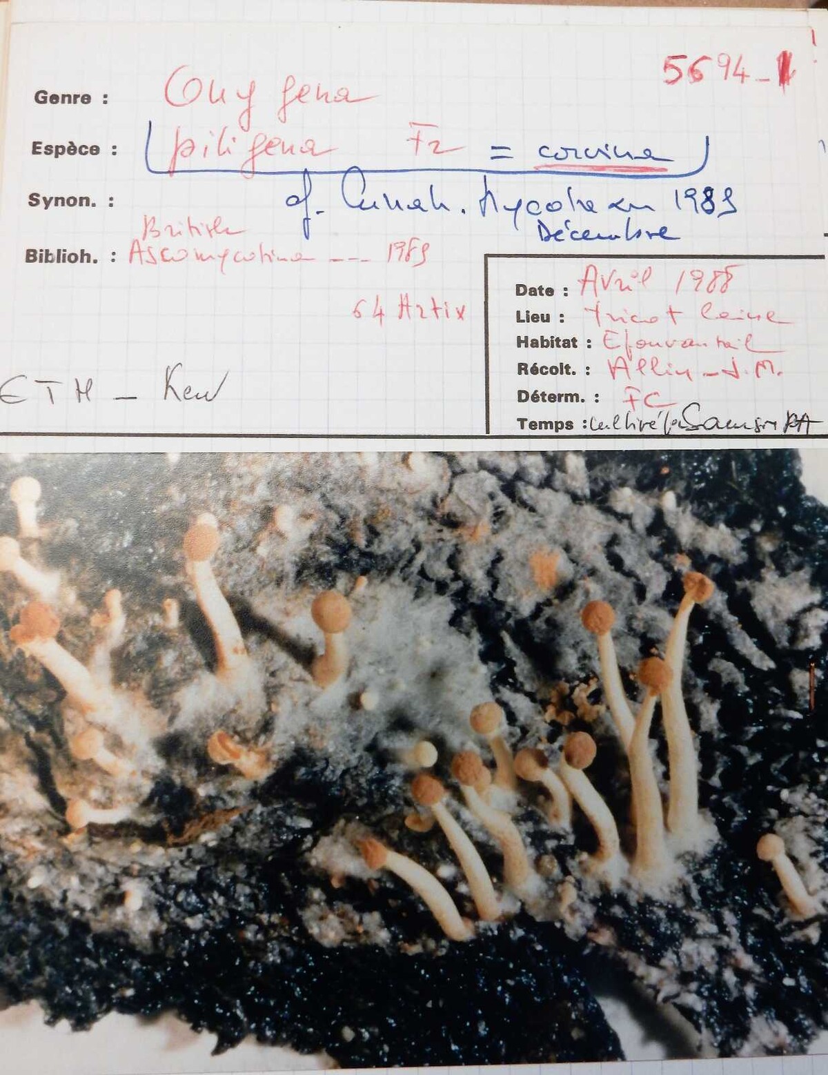 Onygena corvina image