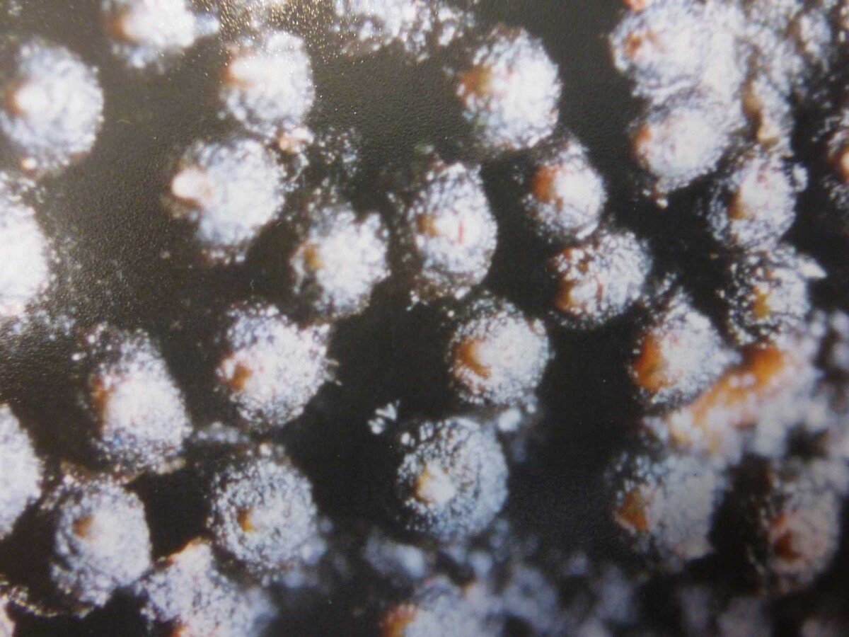 Byssosphaeria image