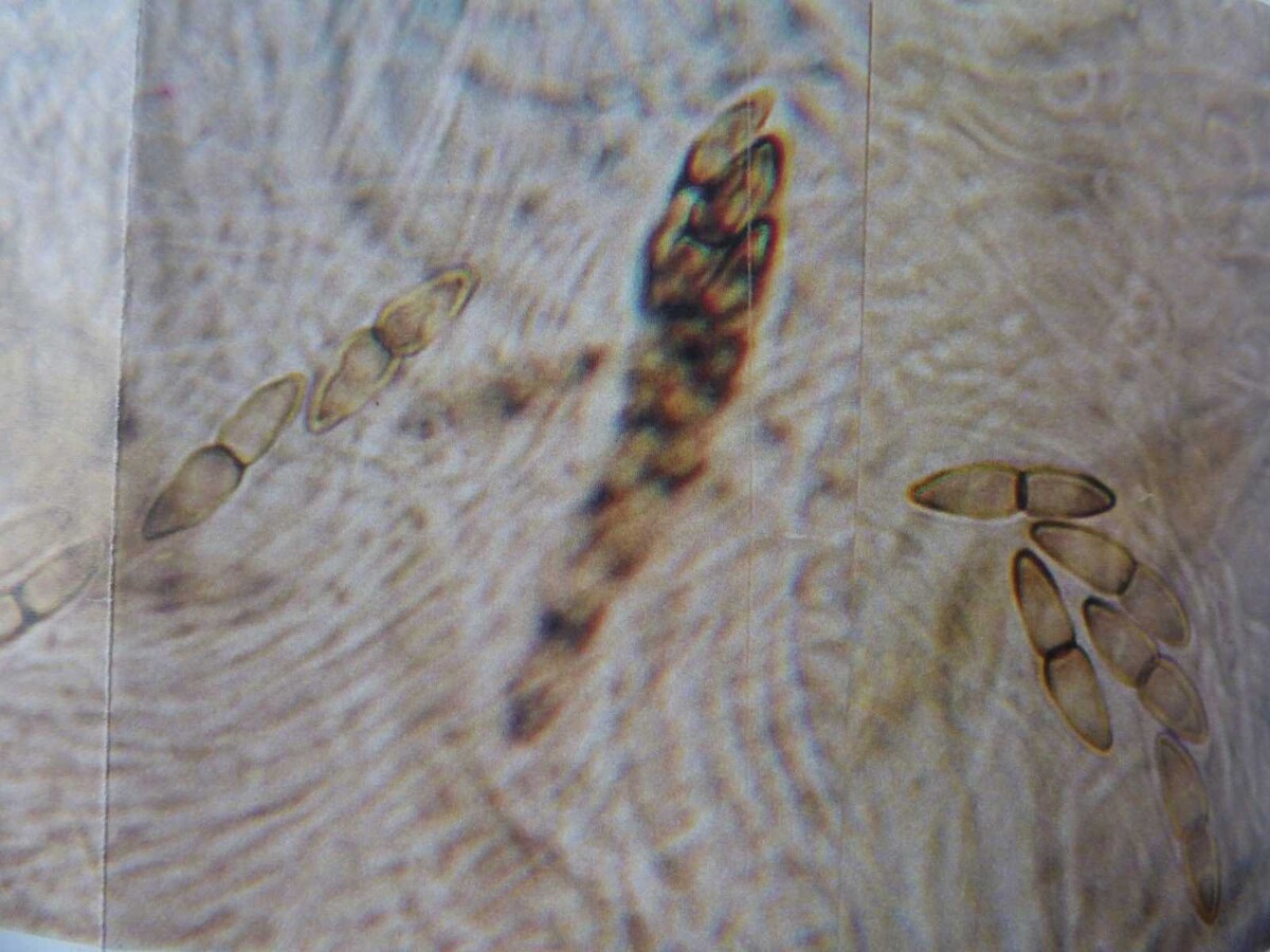 Herpotrichia diffusa image
