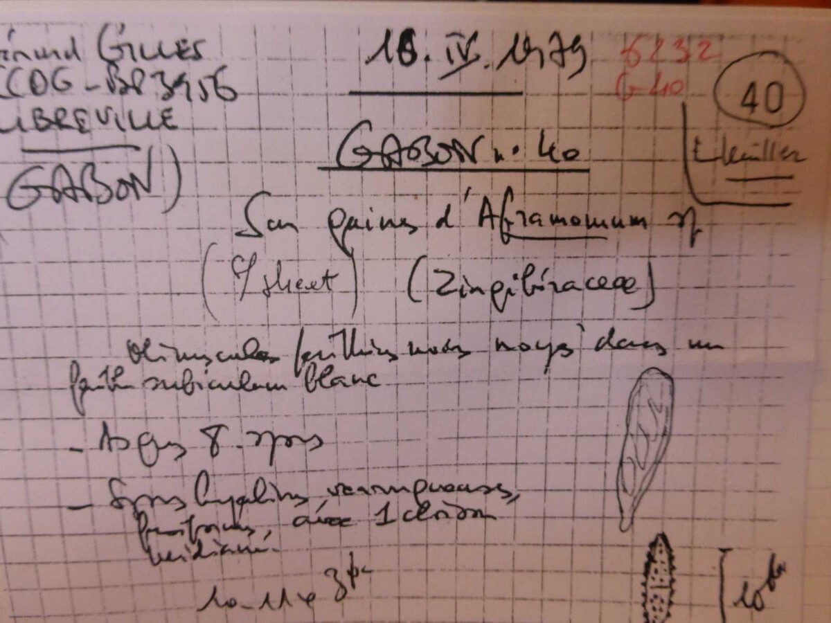Chaetosphaerella image