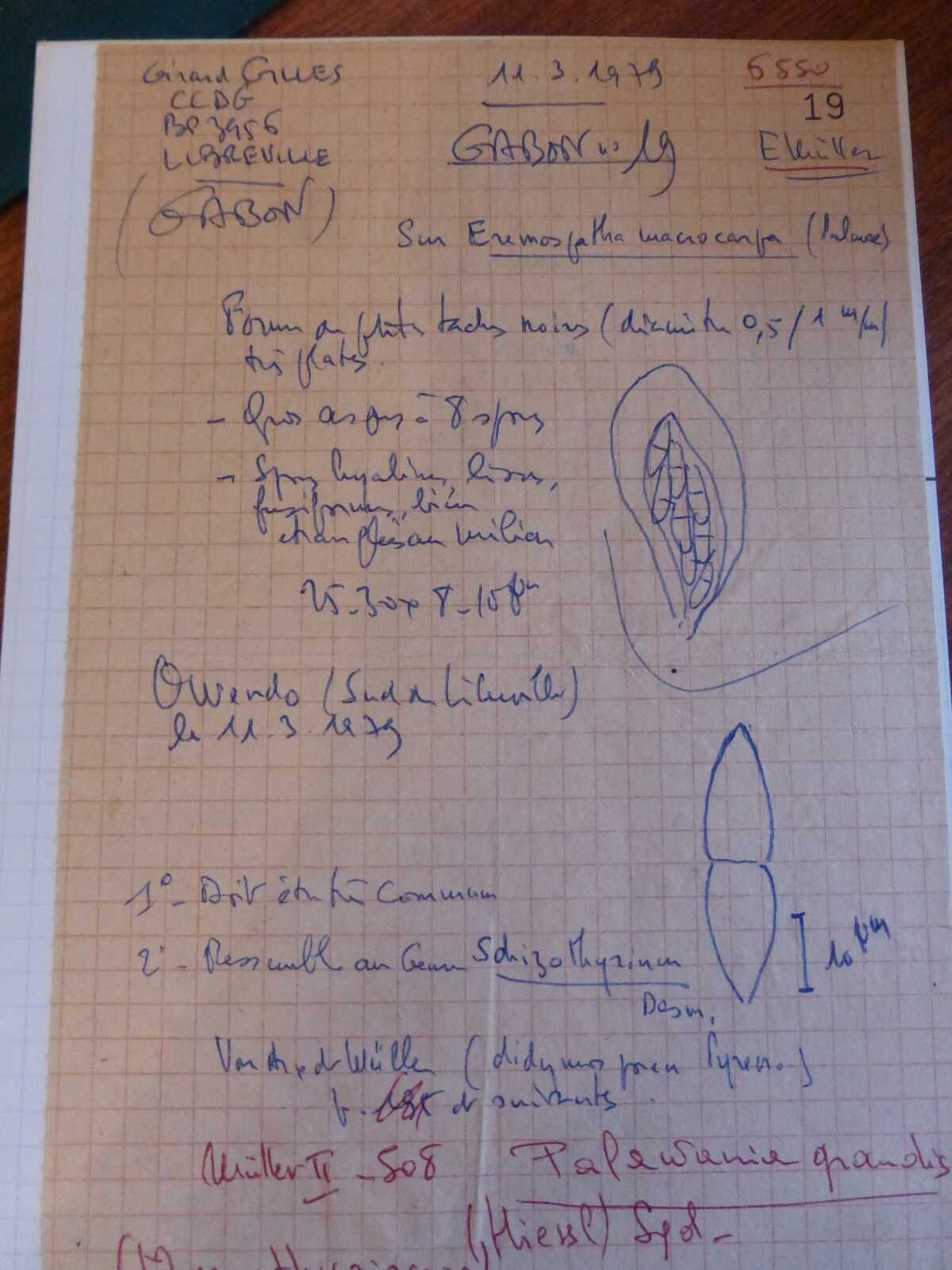 Palawania image