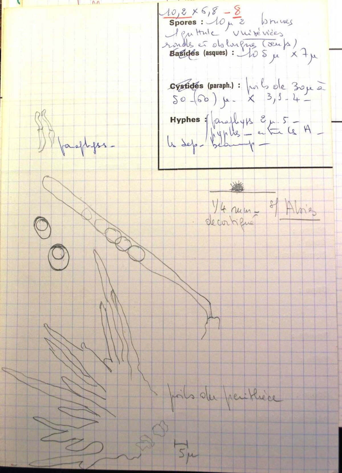 Coniochaeta malacotricha image