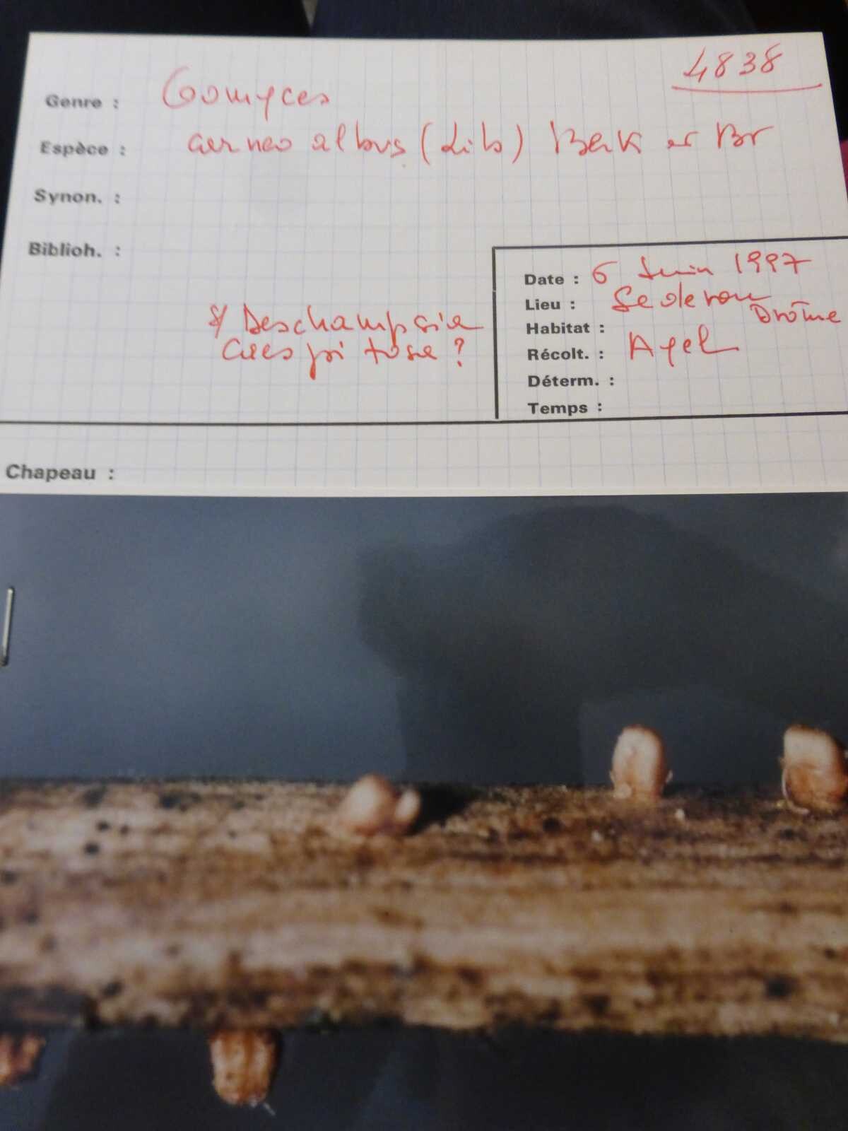 Oomyces carneoalbus image