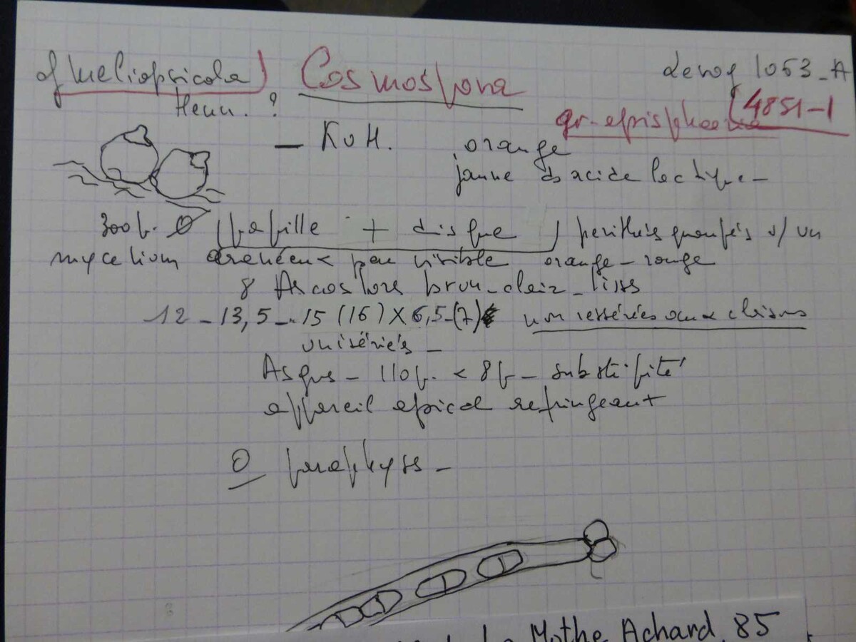 Cosmospora image