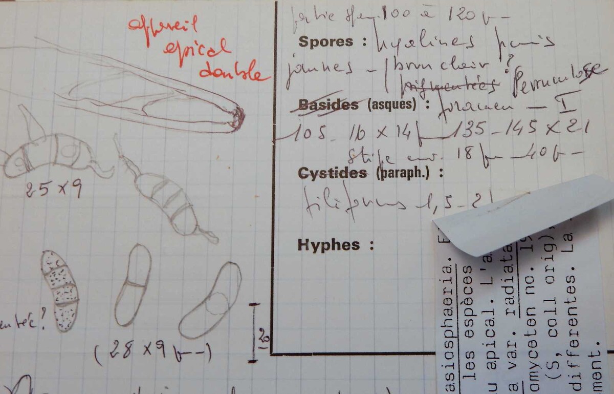 Lasiosphaeriella nitida image