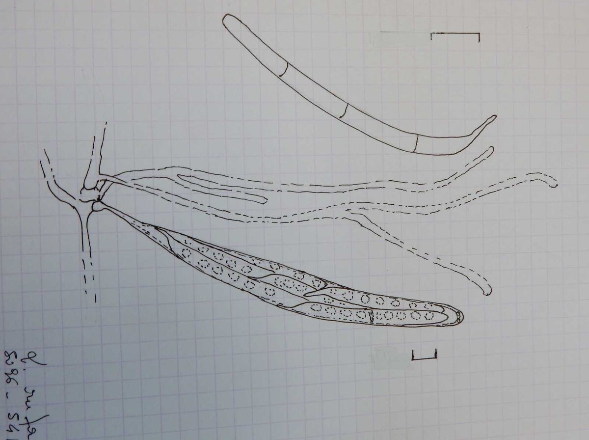 Lasiosphaeria hispida image