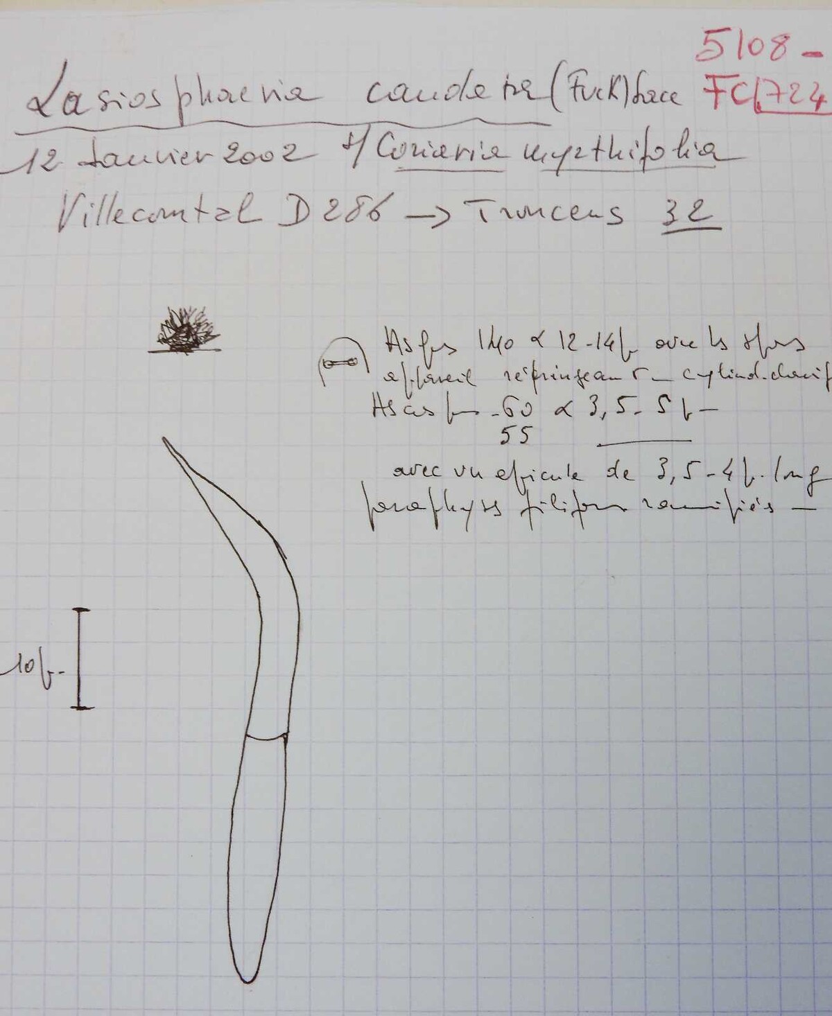 Lasiosphaeria caudata image