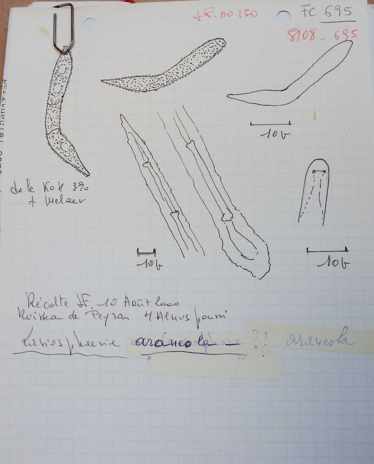 Lasiosphaeria araneosa image