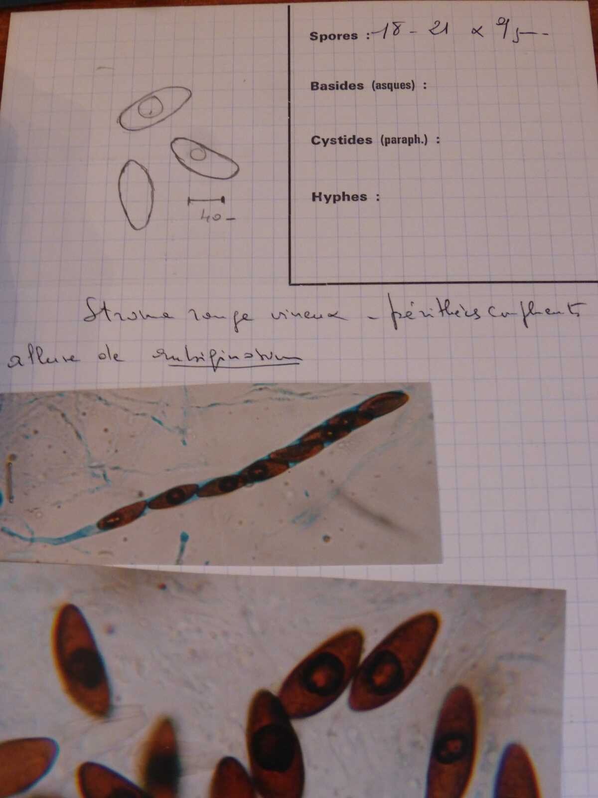 Hypoxylon vogesiacum image