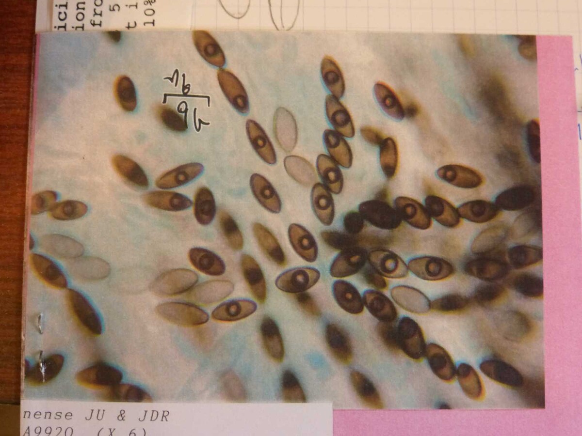 Hypoxylon subticinense image