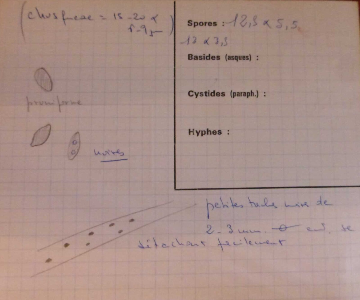 Hypoxylon chusqueae image