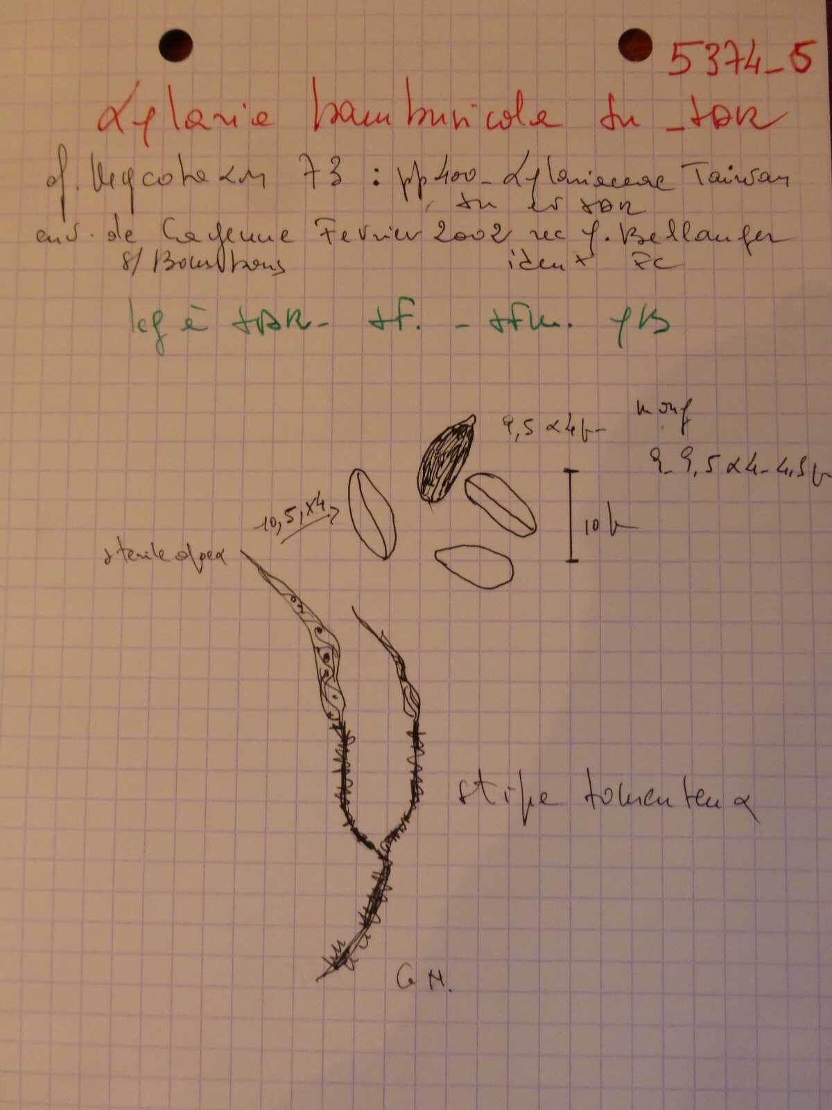 Xylaria squamulosa image