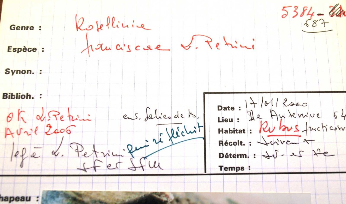 Rosellinia franciscae image