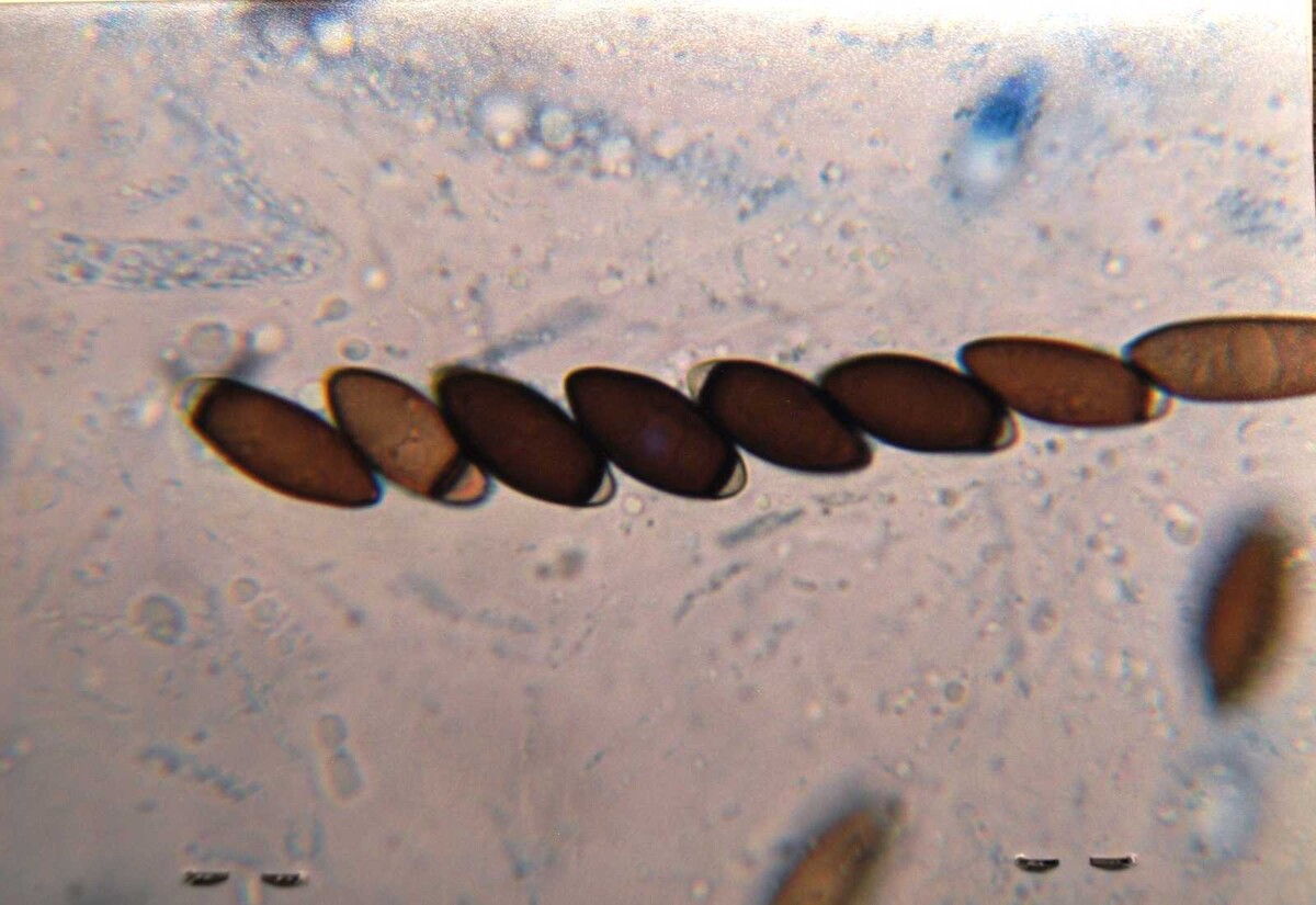 Apiorhynchostoma image