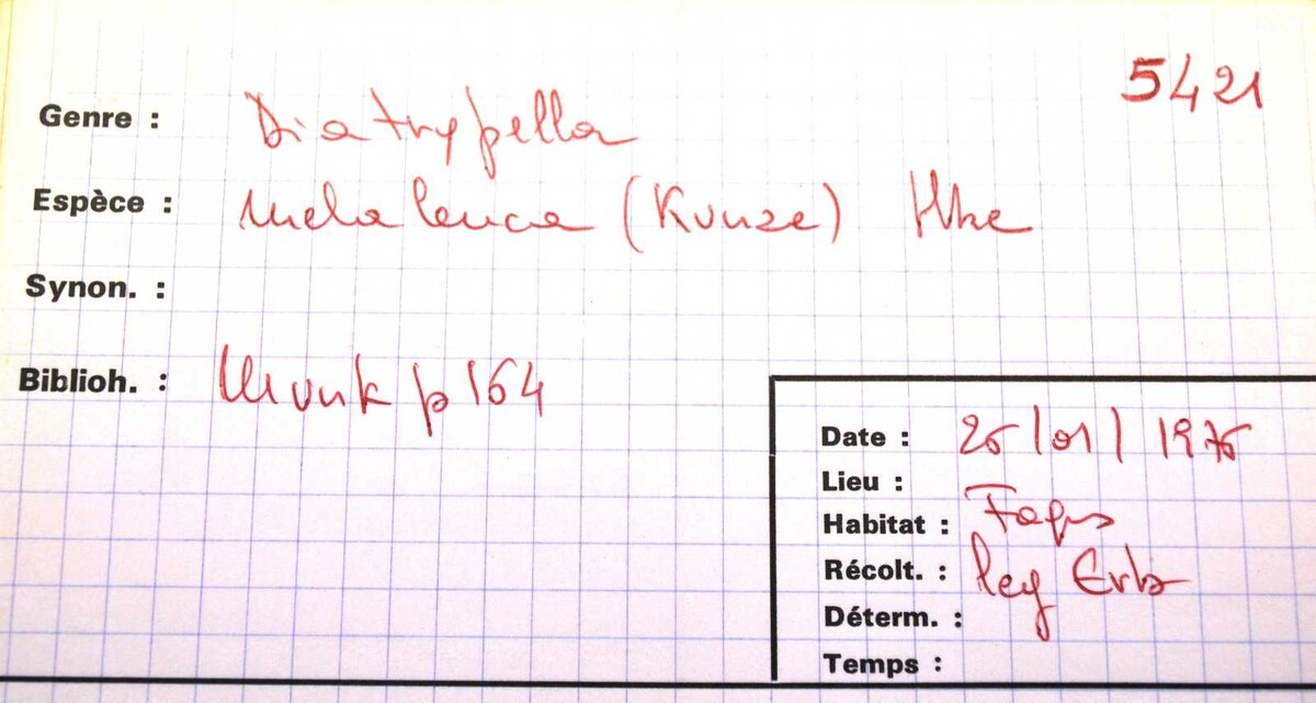 Diatrypella melaleuca image