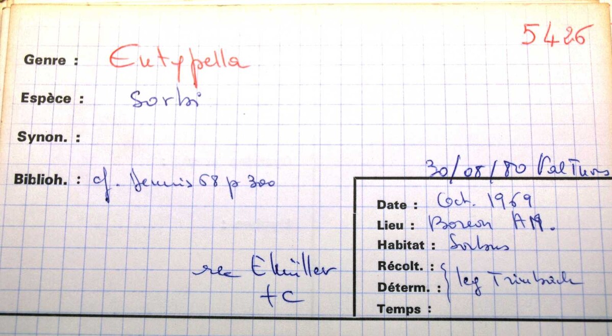 Eutypella sorbi image