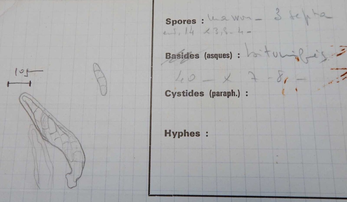 Phyllachora heterospora image