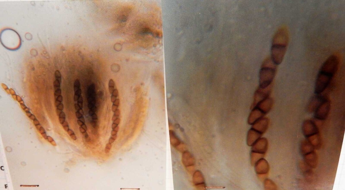 Sphaeria insidens image