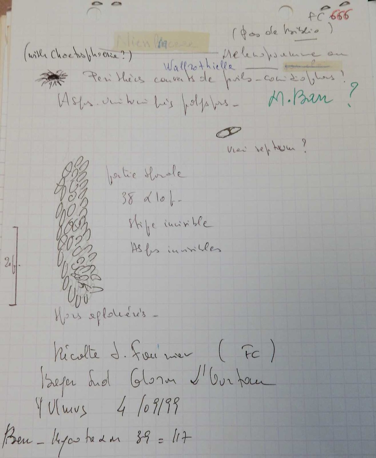 Coronophora image