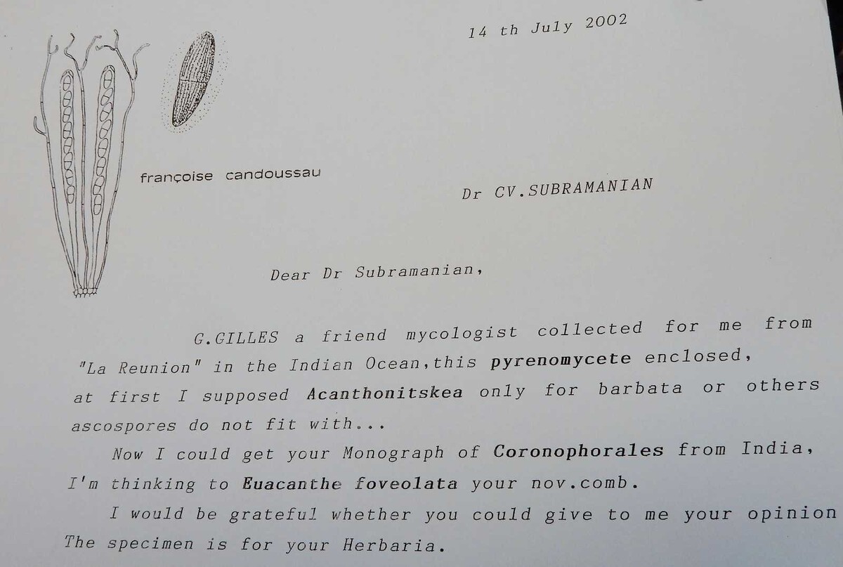 Euacanthe foveolata image