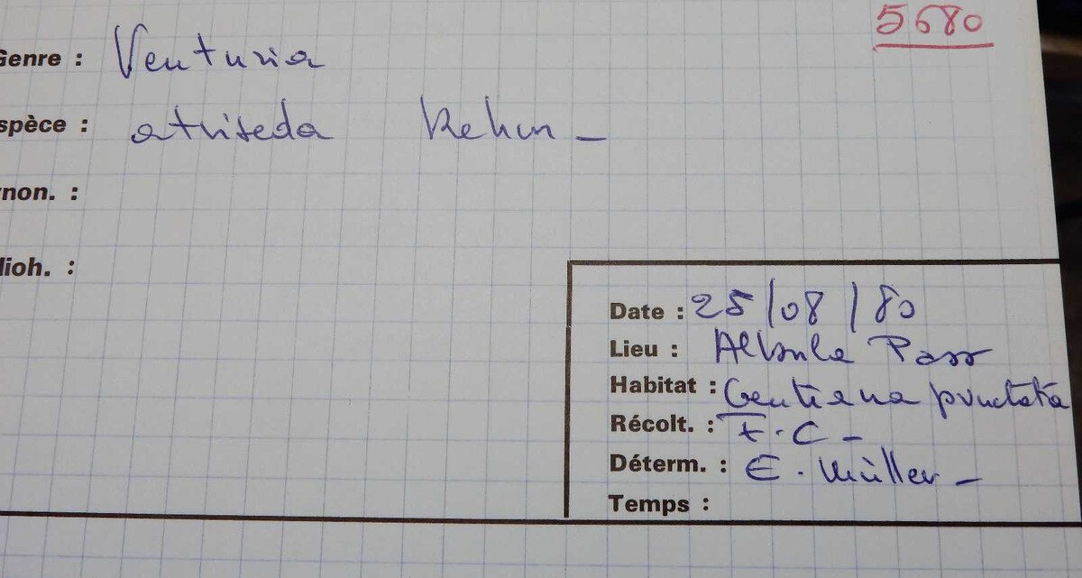 Venturia atriseda image