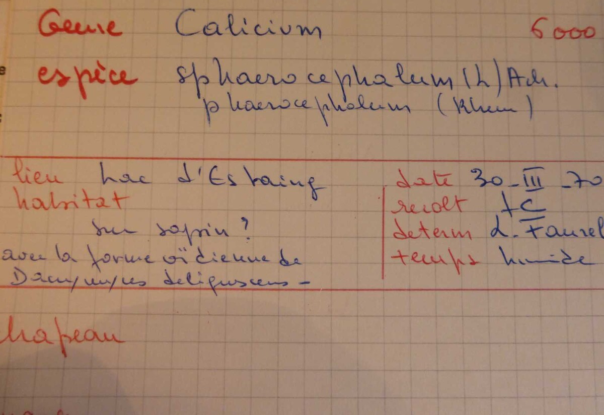 Calicium lenticulare image