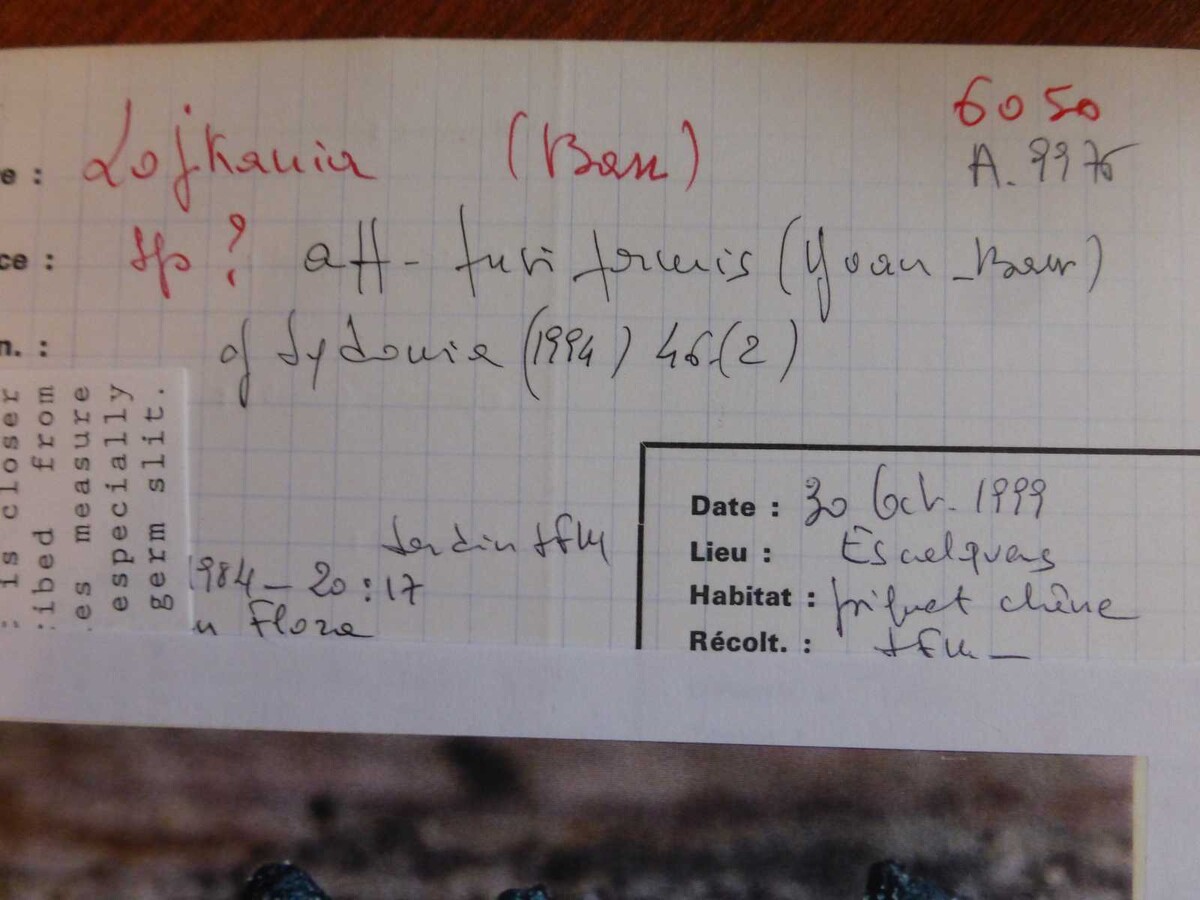 Lojkania fusiformis image