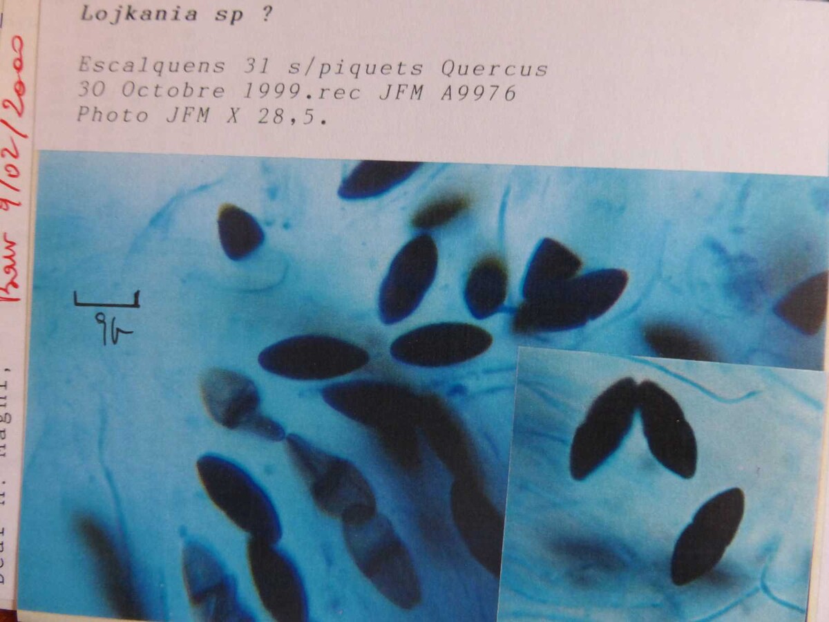 Lojkania fusiformis image