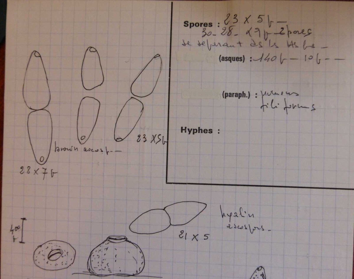 Lojkania separans image