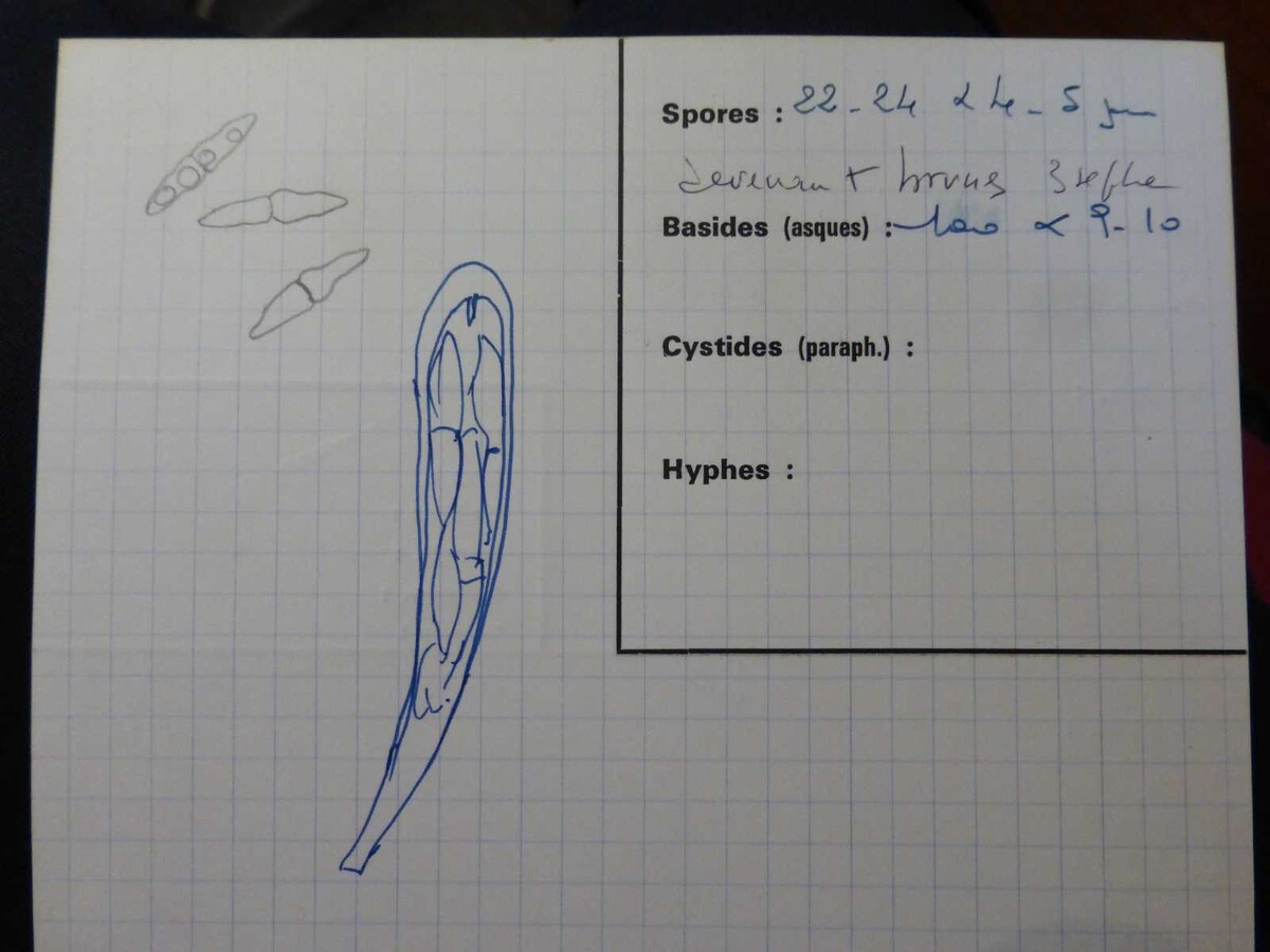 Trematosphaeria pertusa image